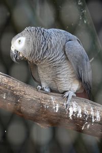 Close-up of a bird perching on tree