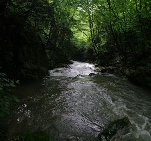 River flowing amidst trees in forest