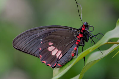 Close-up of butterfly pollinating flower