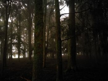 View of trees in forest