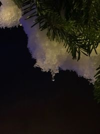 Low angle view of trees against sky at night