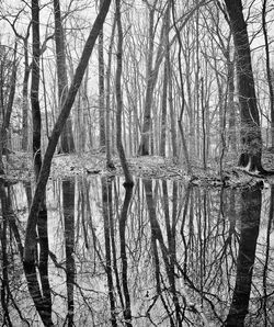 Low angle view of bare trees