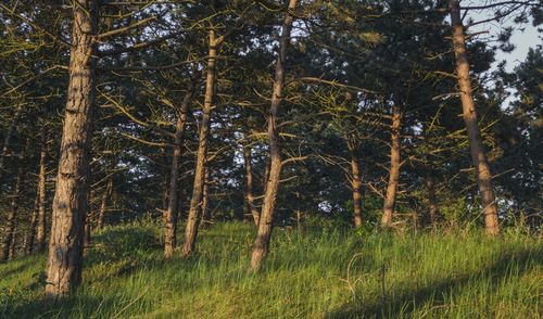 Pine trees in forest