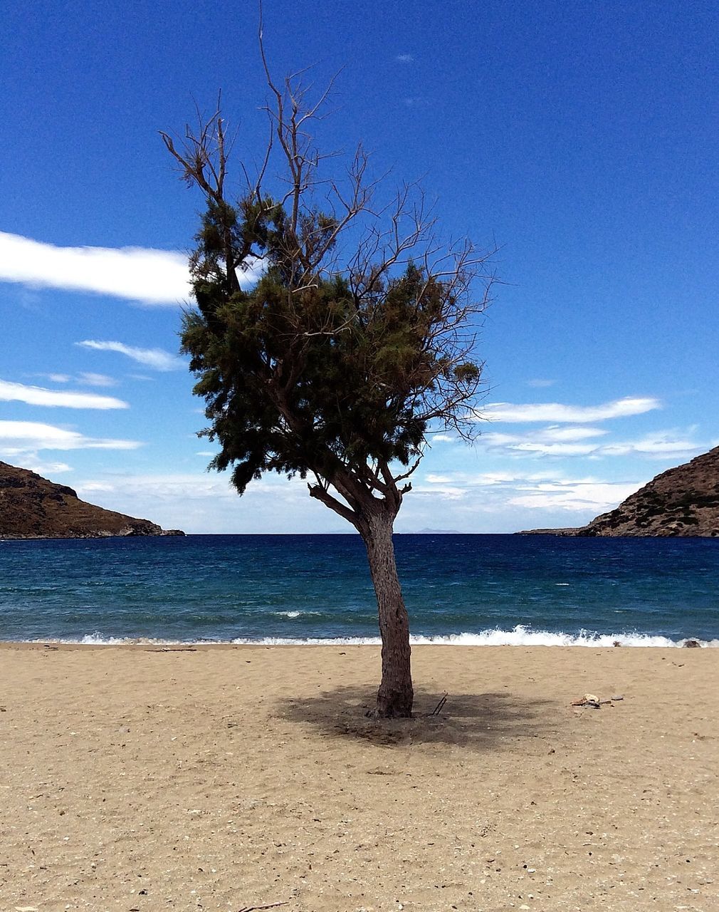 water, sea, tranquility, blue, tranquil scene, sky, beach, horizon over water, scenics, beauty in nature, nature, tree, shore, tree trunk, idyllic, calm, sunlight, sand, day, cloud