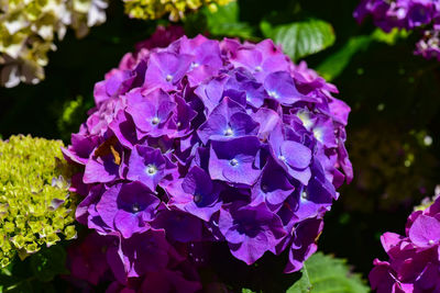 Close-up of purple hydrangea flowers