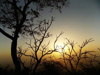 Silhouette of bare trees at sunset