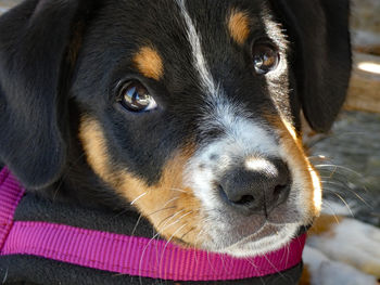 Close-up portrait of dog