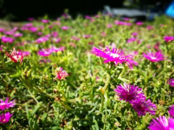 Close-up of pink flowers blooming in field