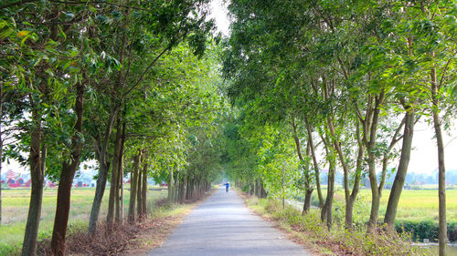 Road amidst trees in park