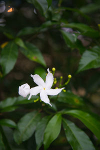 Close-up of white flowers blooming outdoors