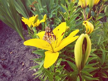 Close-up of yellow flowers