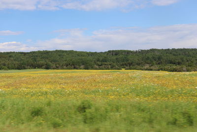 Scenic view of field against sky