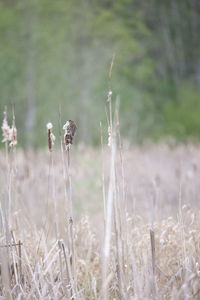 Close-up of dry plants on field