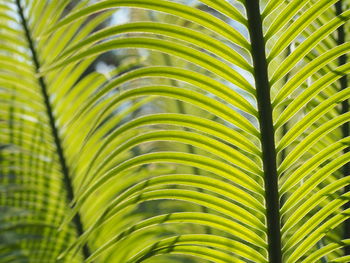 Close-up of palm leaf