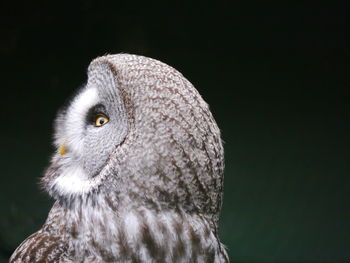 Close-up portrait of owl against black background