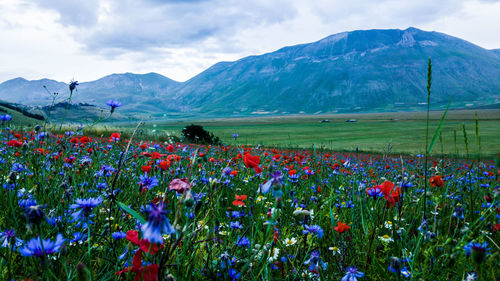 Scenic view of poppy field against sky