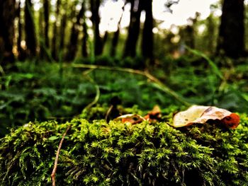 Close-up of moss growing on tree trunk in forest