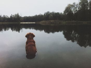 Reflection of trees in water