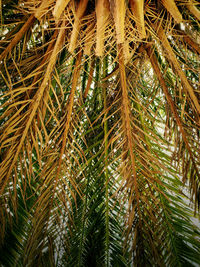 Low angle view of palm tree