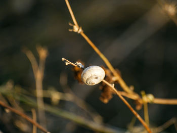 Close-up of snail on plant