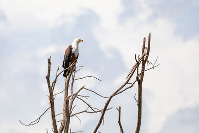 Low angle view of bird perching on bare tree against sky