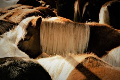 Close-up of a horse