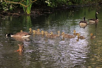 Ducks swimming in lake