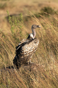 African white-backed vulture on mound in grass