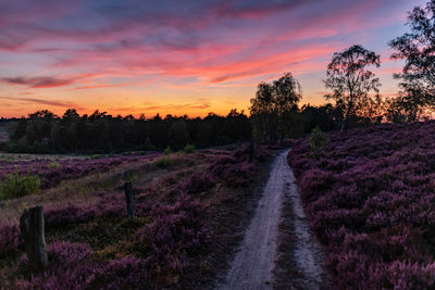 Road amidst plants on field against sky during sunset