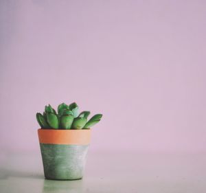 Close-up of potted plant on table against wall