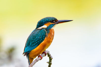 Close-up of bird perching on leaf