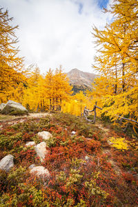 Plants and trees in forest during autumn