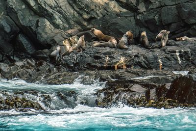 Birds on rock in sea