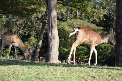 Sheep in a forest