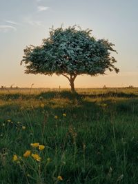 Tree in field against sky