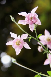 Close-up of pink orchid flowers