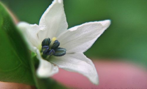 Close-up of white flowering plant