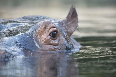 Close up of an animal