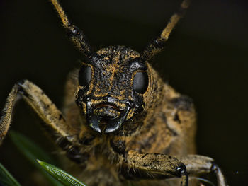 Close-up portrait of a insect