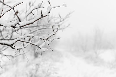 Close-up of bare tree during winter