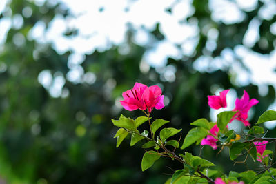 Close-up of pink flowering plant