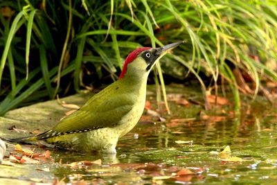 Green woodpecker perching on a lake