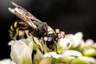 Close-up of wasp on flower