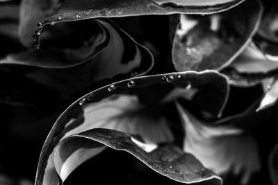 Close-up of water drops on leaf