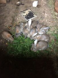 High angle view of bird on grass
