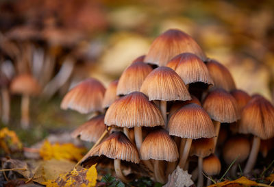 Close-up of mushrooms