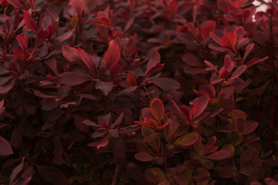 Full frame shot of red plants