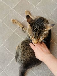 Cat holding hand on tiled floor
