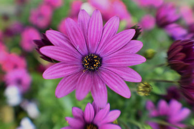 Close-up of pink flower