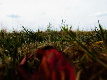 Close-up of grass growing on field